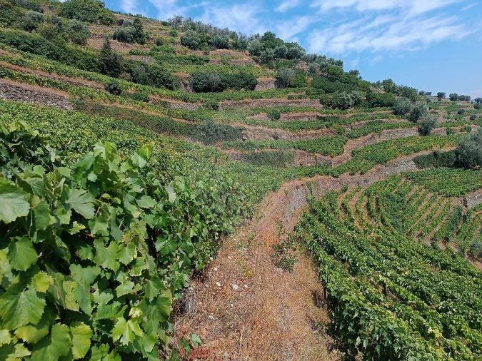 Terreno para Venda em Lobrigos (São Miguel e São João Baptista) e Sanhoane Foto 19