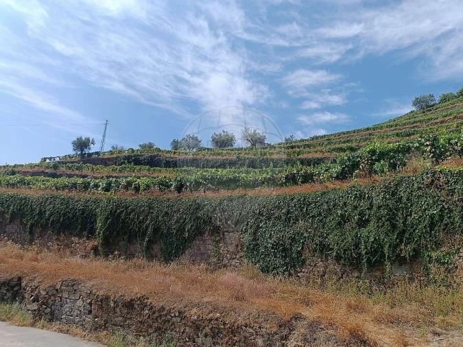 Terreno para Venda em Lobrigos (São Miguel e São João Baptista) e Sanhoane Foto 2