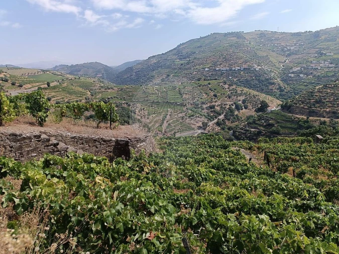 Terreno para Venda em Lobrigos (São Miguel e São João Baptista) e Sanhoane Foto 3