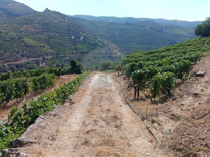 Terreno para Venda em Lobrigos (São Miguel e São João Baptista) e Sanhoane Foto 15