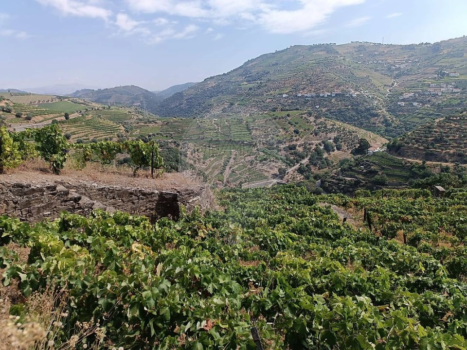Terreno para Venda em Lobrigos (São Miguel e São João Baptista) e Sanhoane Foto 3