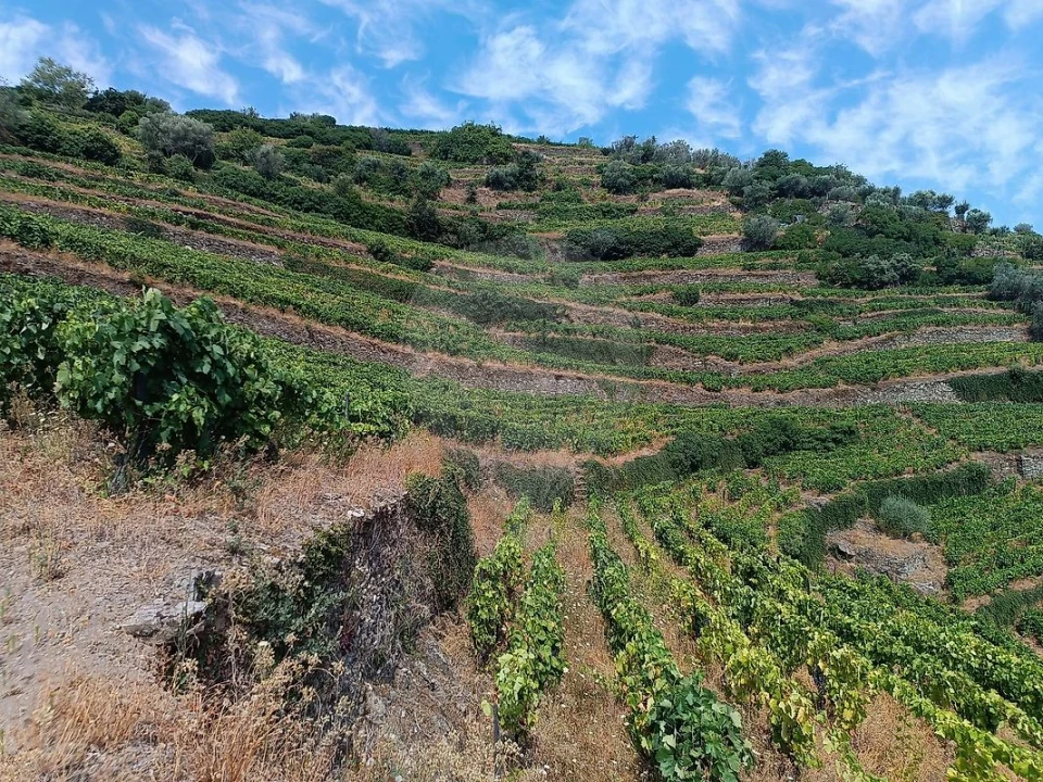 Terreno para Venda em Lobrigos (São Miguel e São João Baptista) e Sanhoane Foto 11