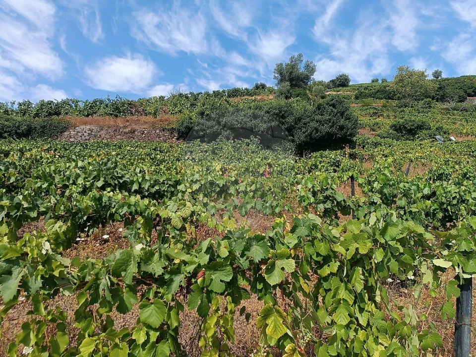 Terreno para Venda em Lobrigos (São Miguel e São João Baptista) e Sanhoane Foto 6