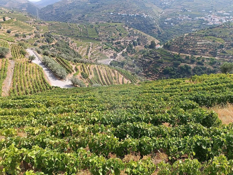 Terreno para Venda em Lobrigos (São Miguel e São João Baptista) e Sanhoane Foto 18