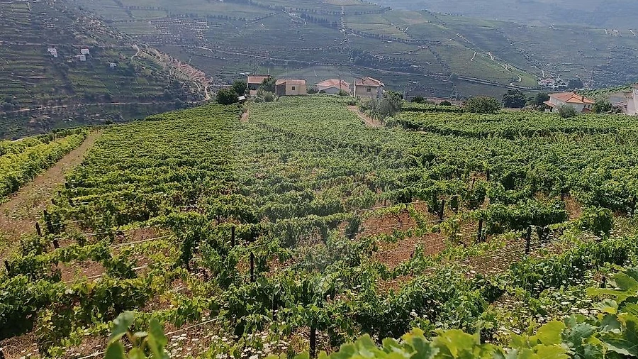 Terreno para Venda em Lobrigos (São Miguel e São João Baptista) e Sanhoane