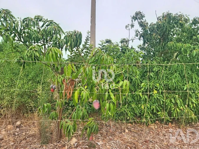 Terreno para Venda em Silves Foto 6