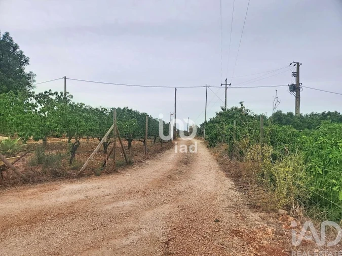 Terreno para Venda em Silves Foto 13