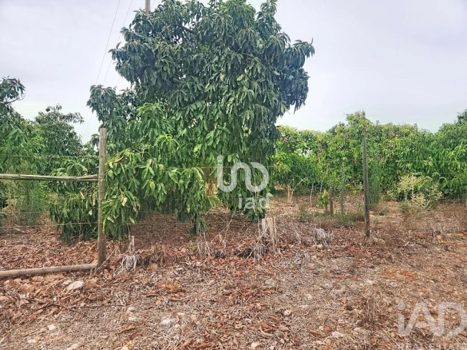 Terreno para Venda em Silves Foto 9