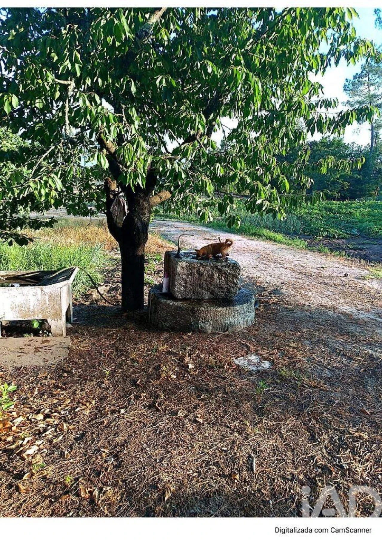 Terreno para Venda em São Miguel de Vila Boa Foto 4