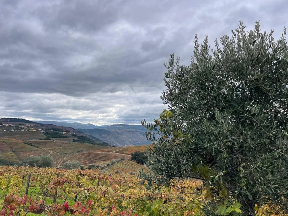 Terreno Agricola ou Rústico para Venda em Poiares e Canelas Foto 5