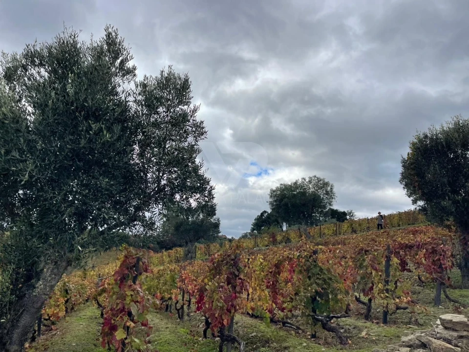 Terreno Agricola ou Rústico para Venda em Poiares e Canelas Foto 6