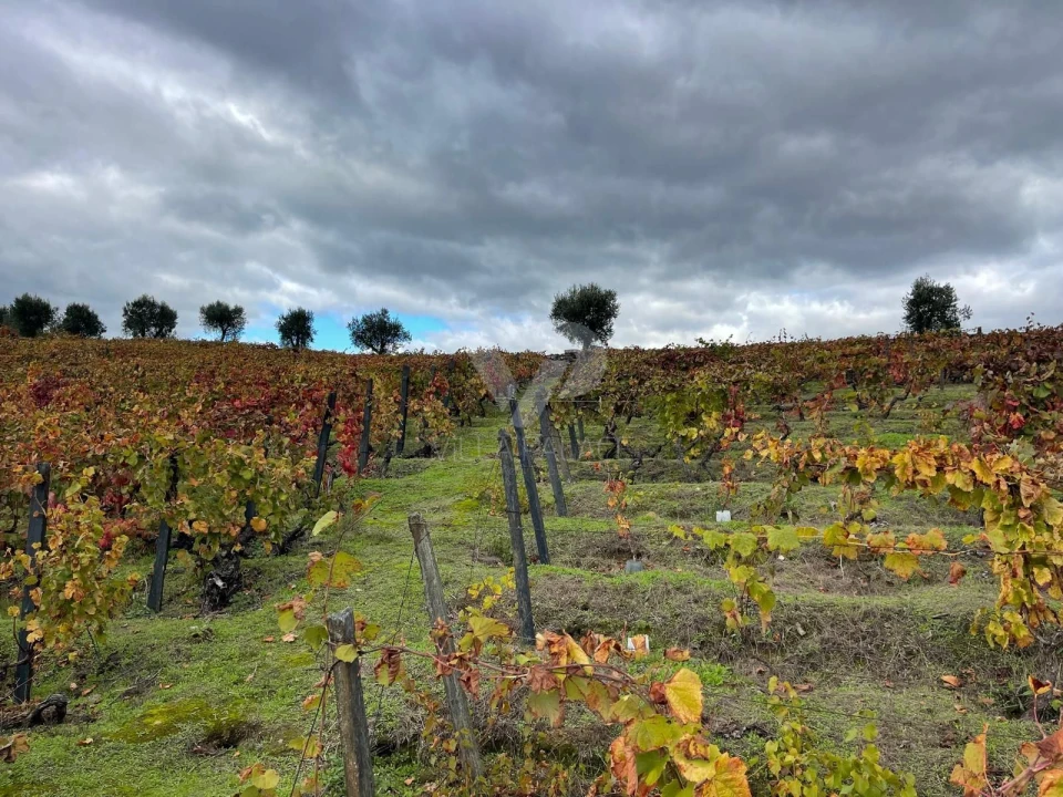 Terreno Agricola ou Rústico para Venda em Poiares e Canelas Foto 3