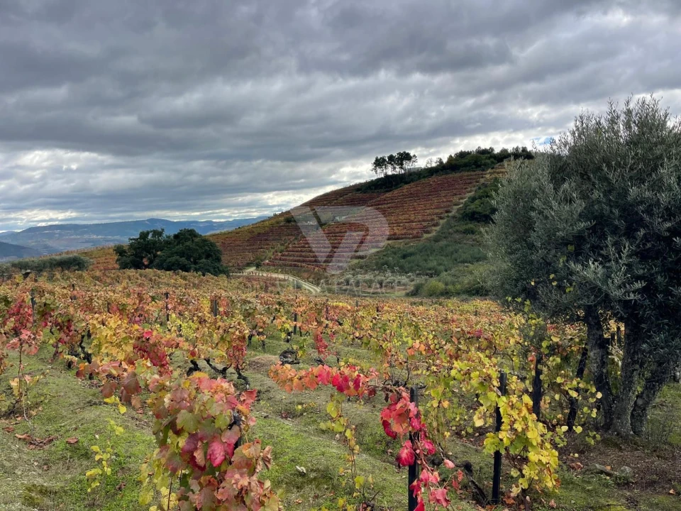 Terreno Agricola ou Rústico para Venda em Poiares e Canelas Foto 11