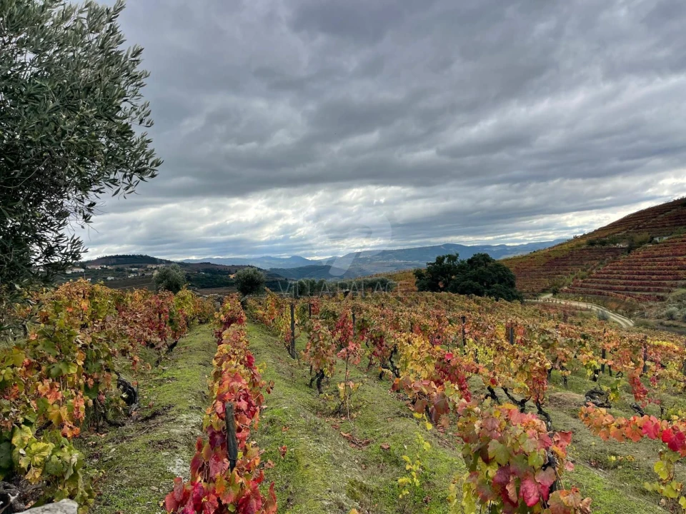 Terreno Agricola ou Rústico para Venda em Poiares e Canelas Foto 13