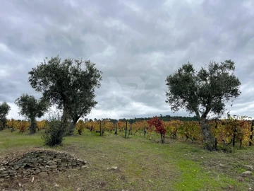 Terreno Agricola ou Rústico para Venda em Poiares e Canelas