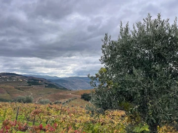 Terreno Agricola ou Rústico para Venda em Poiares e Canelas