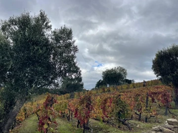 Terreno Agricola ou Rústico para Venda em Poiares e Canelas