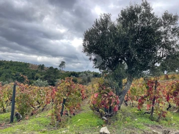 Terreno Agricola ou Rústico para Venda em Poiares e Canelas