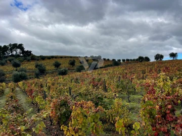 Terreno Agricola ou Rústico para Venda em Poiares e Canelas