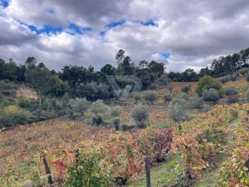 Terreno Agricola ou Rústico para Venda em Poiares e Canelas