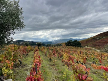 Terreno Agricola ou Rústico para Venda em Poiares e Canelas