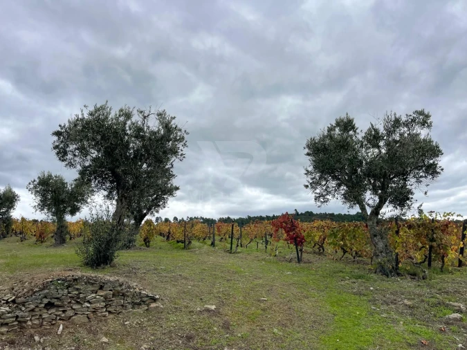 Terreno Agricola ou Rústico para Venda em Poiares e Canelas Foto 4