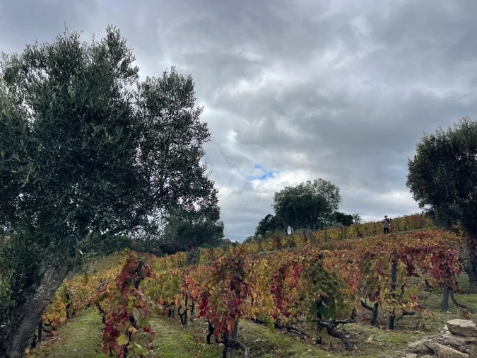 Terreno Agricola ou Rústico para Venda em Poiares e Canelas Foto 6