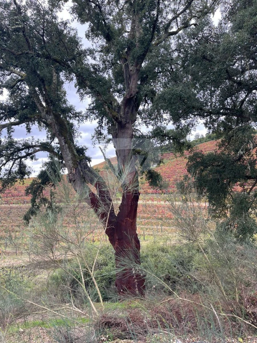Terreno Agricola ou Rústico para Venda em Poiares e Canelas Foto 8