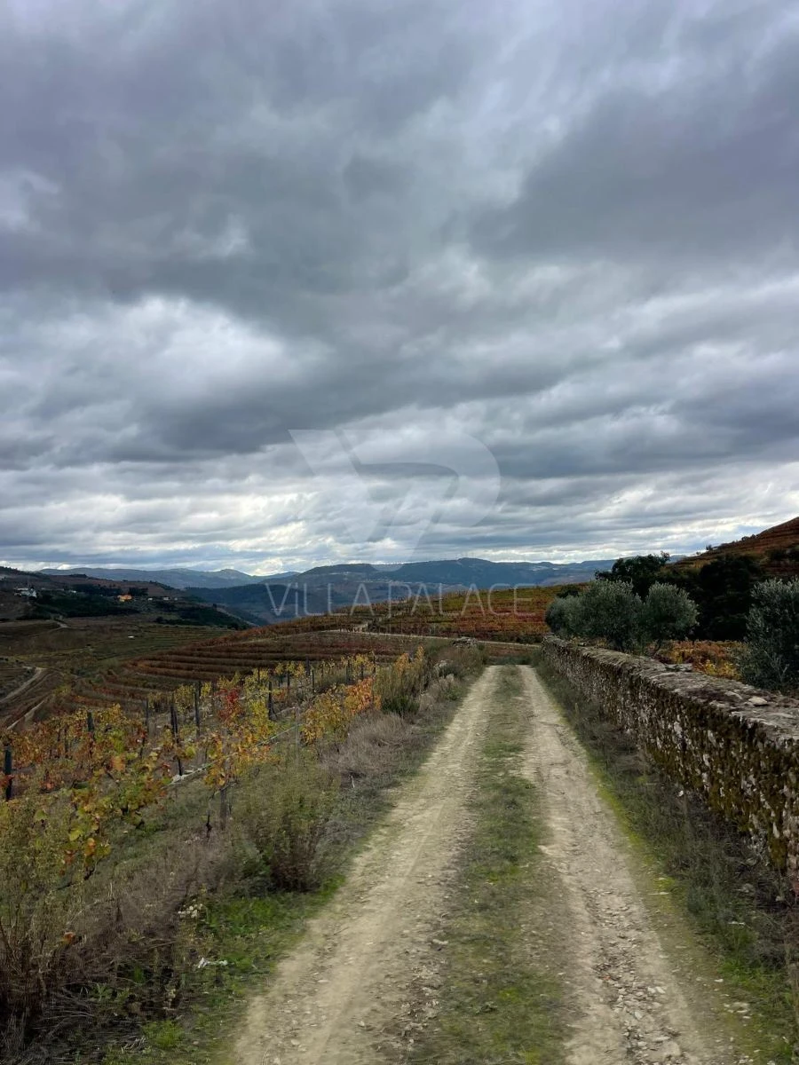 Terreno Agricola ou Rústico para Venda em Poiares e Canelas Foto 9