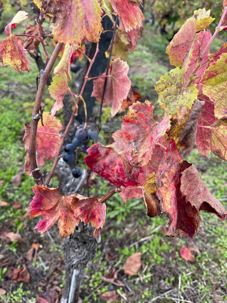Terreno Agricola ou Rústico para Venda em Poiares e Canelas Foto 10