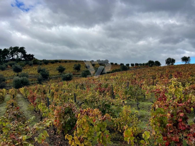 Terreno Agricola ou Rústico para Venda em Poiares e Canelas Foto 2
