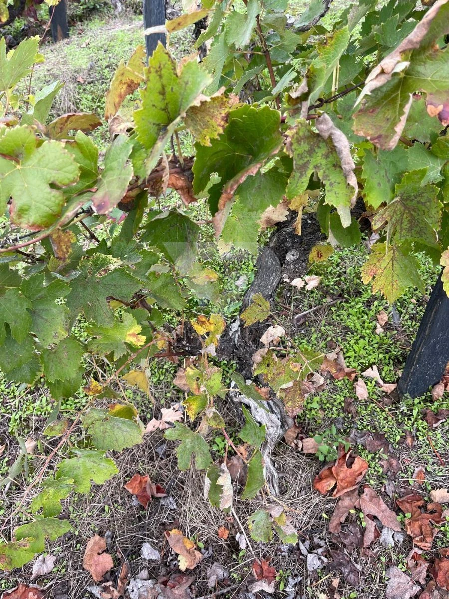 Terreno Agricola ou Rústico para Venda em Poiares e Canelas Foto 15