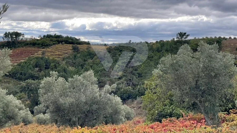 Terreno Agricola ou Rústico para Venda em Poiares e Canelas