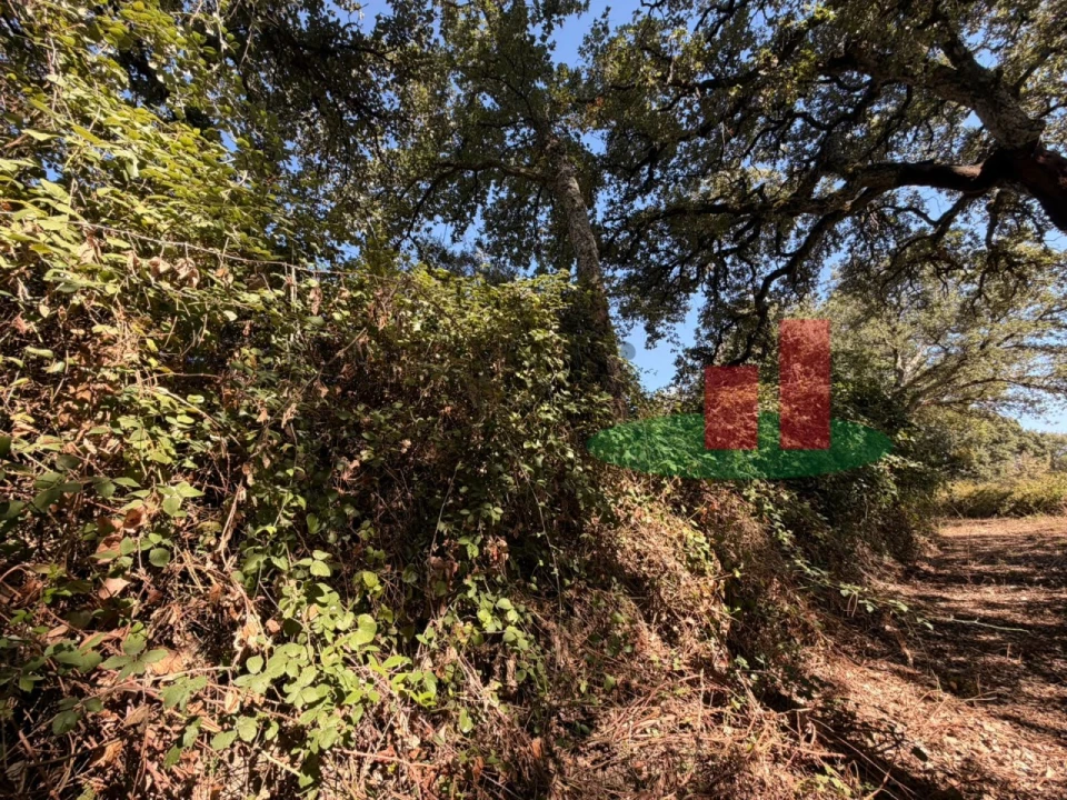 Terreno para Venda em Alcanede Foto 13