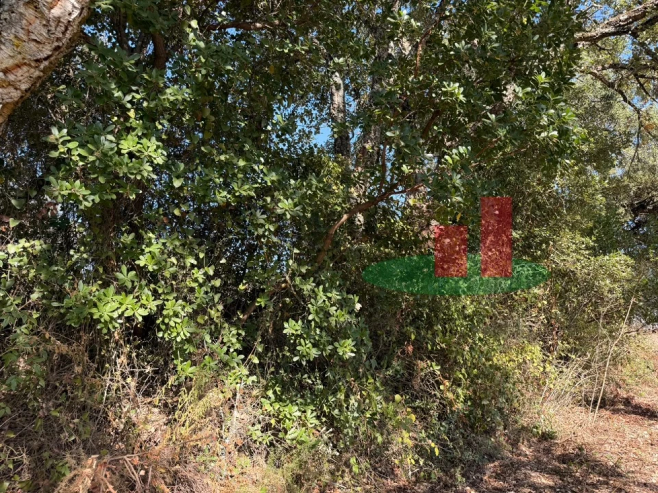 Terreno para Venda em Alcanede Foto 14