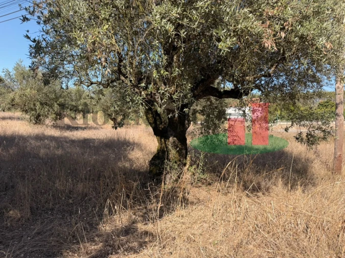 Terreno para Venda em Alcanede Foto 12