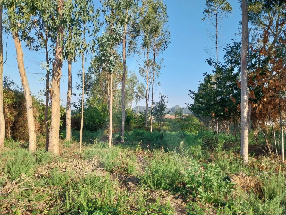 Terreno para Venda em Ovar, São João, Arada e São Vicente de Pereira Jusã Foto 3
