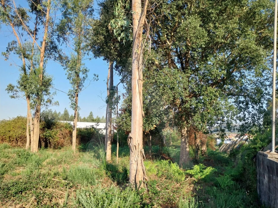 Terreno para Venda em Ovar, São João, Arada e São Vicente de Pereira Jusã Foto 4