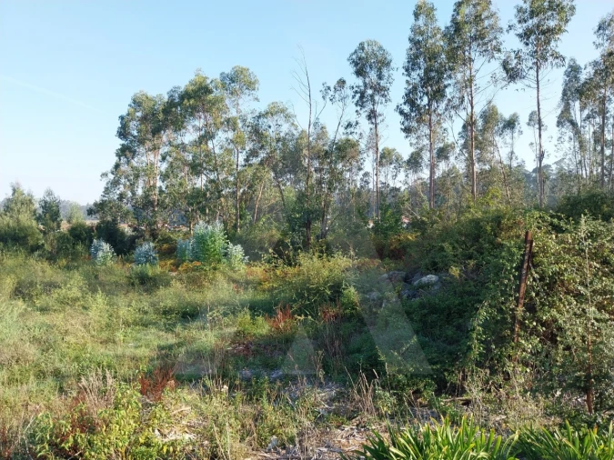 Terreno para Venda em Ovar, São João, Arada e São Vicente de Pereira Jusã Foto 6