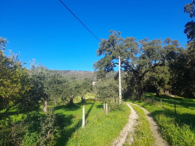 Quinta T3 para Venda em Vale de Prazeres e Mata da Rainha Foto 4