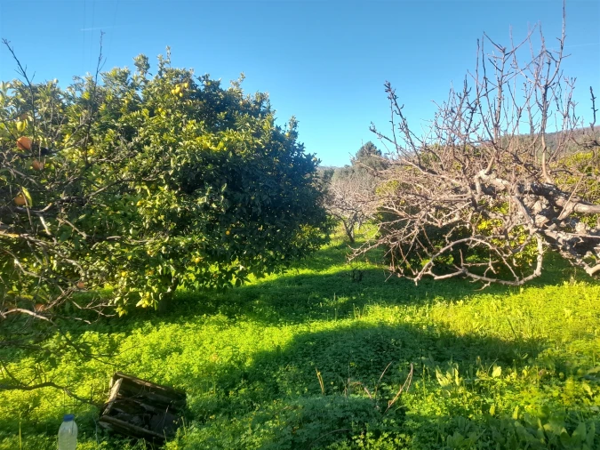 Quinta T3 para Venda em Vale de Prazeres e Mata da Rainha Foto 9
