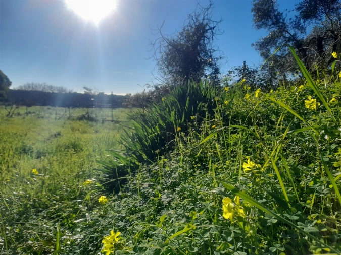 Quinta T3 para Venda em Vale de Prazeres e Mata da Rainha Foto 36