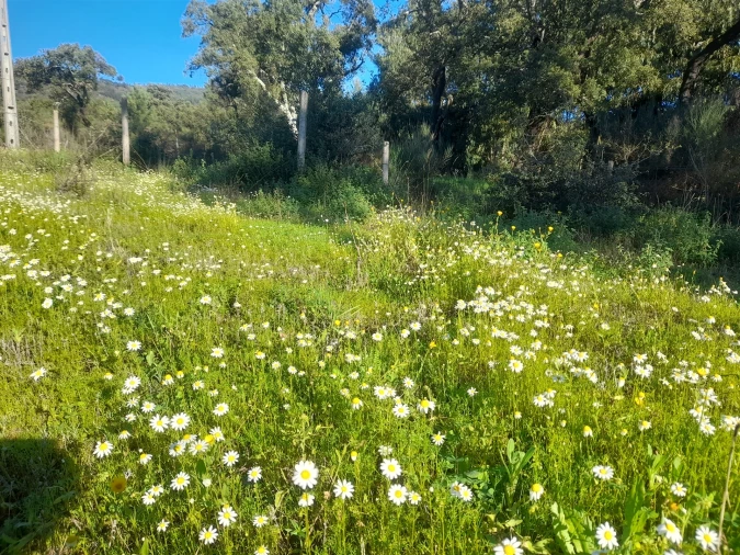 Quinta T3 para Venda em Vale de Prazeres e Mata da Rainha Foto 42