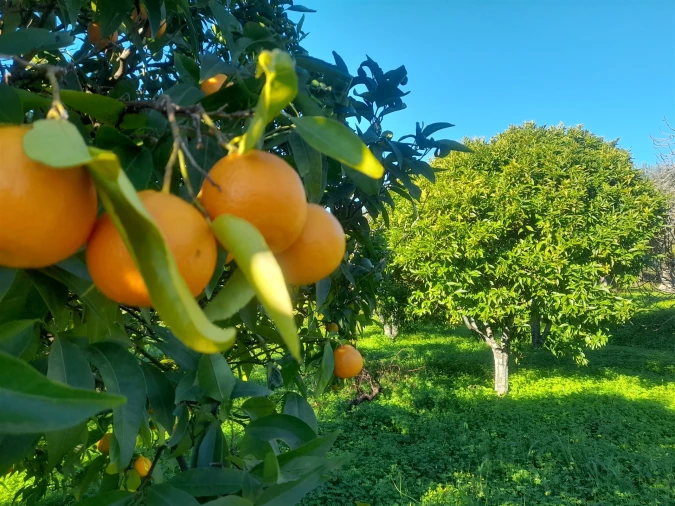 Quinta T3 para Venda em Vale de Prazeres e Mata da Rainha Foto 32