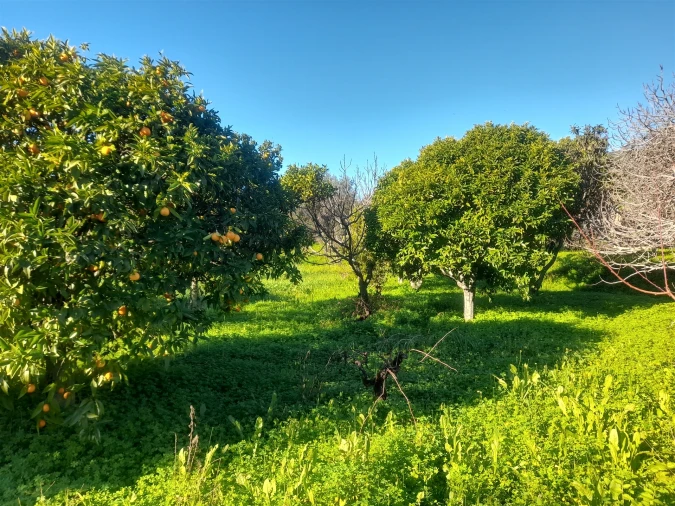 Quinta T3 para Venda em Vale de Prazeres e Mata da Rainha Foto 31