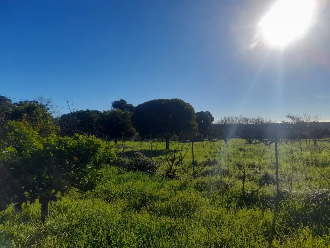 Quinta T3 para Venda em Vale de Prazeres e Mata da Rainha Foto 37