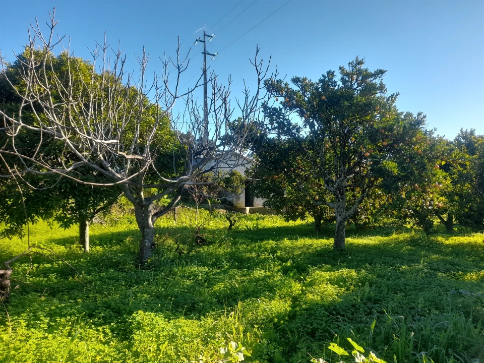 Quinta T3 para Venda em Vale de Prazeres e Mata da Rainha Foto 33
