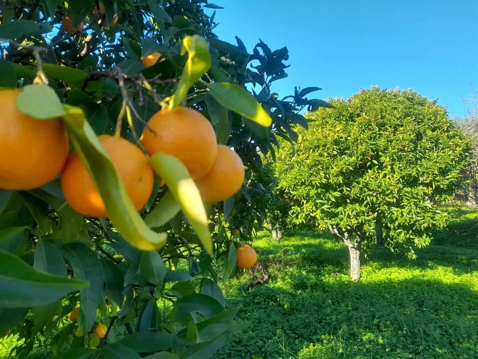 Quinta T3 para Venda em Vale de Prazeres e Mata da Rainha Foto 32