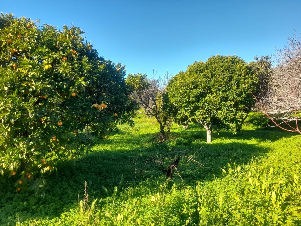 Quinta T3 para Venda em Vale de Prazeres e Mata da Rainha Foto 31