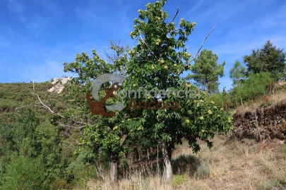 Quinta T3 para Venda em Santa Marinha e São Martinho
